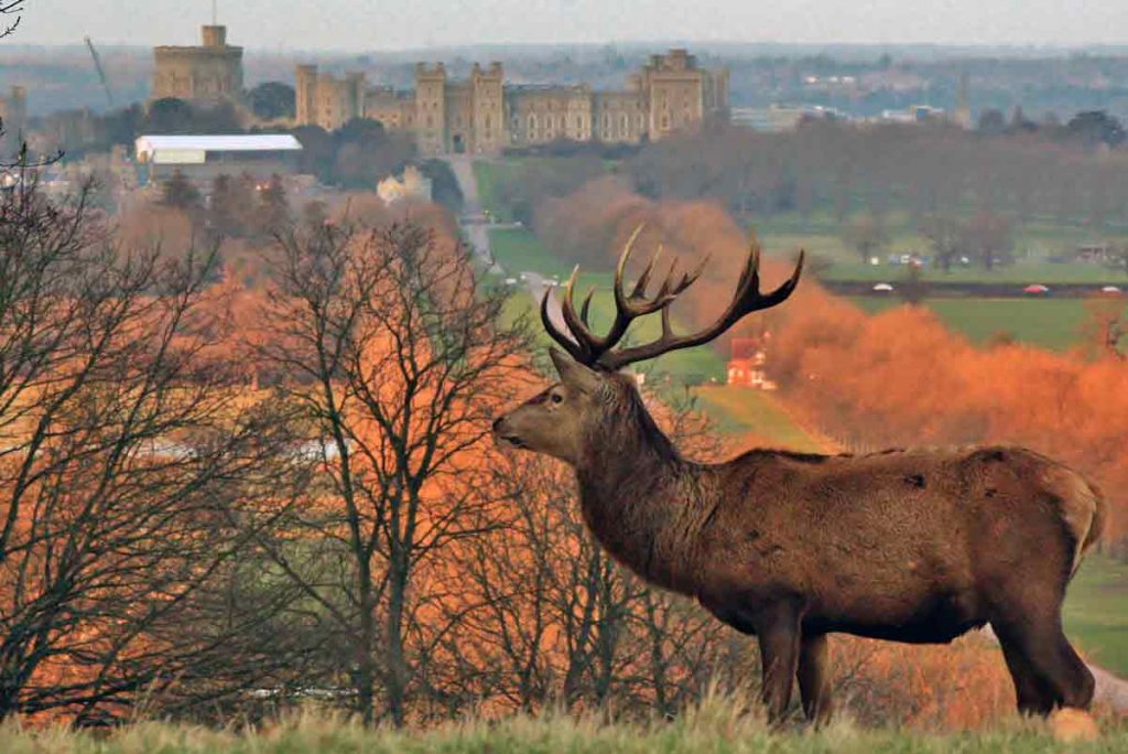Watching deers at Windsor Castle is one of the things that should go on your bucket list whilst in the UK.